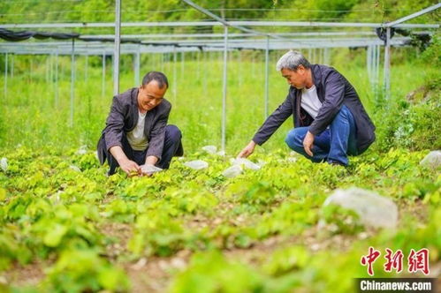 甘肃成县逐绿而行 放大生态优势打造特色产业