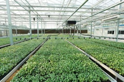 菜苗也能无土栽培自动化生产 沙头 菜篮子 基地建育苗中心