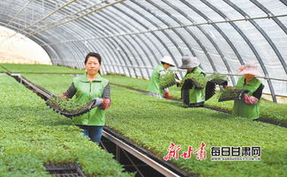 靖远县绿源蔬菜种植专业合作社产业工人在温棚内育苗