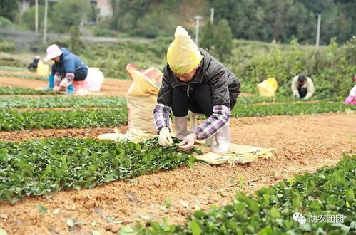 助农团团丨织金 依托龙头企业带动 茶产业起步快效果好