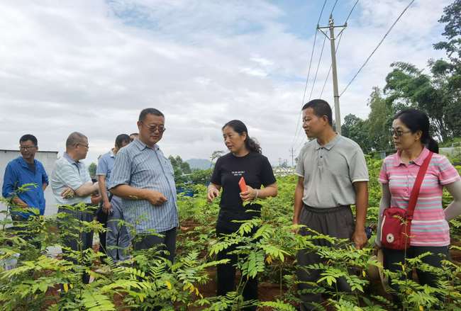 斑色花盛开 邦瓦迎来了春天