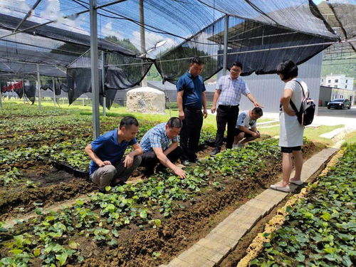 民和镇每日工作动态 7月28日